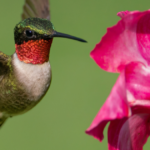 Spiritual Meaning Hummingbird: Nature’s Divine Messenger