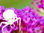 White Spider Spiritual Meaning: Unveiling Nature’s Mystical Messages